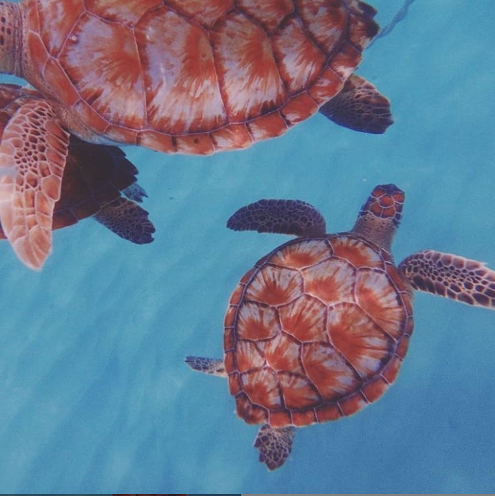 Snorkel With Sea Turtles